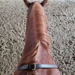 stephchubbuck avatar