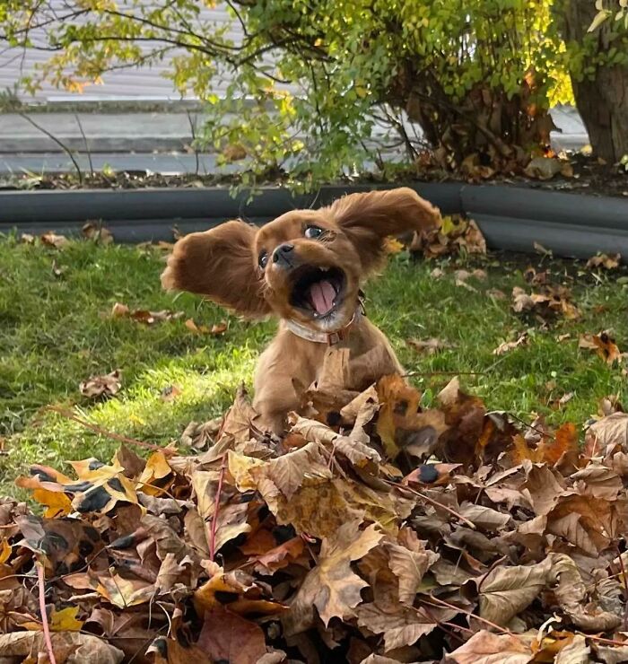 Annie adora sus hojas