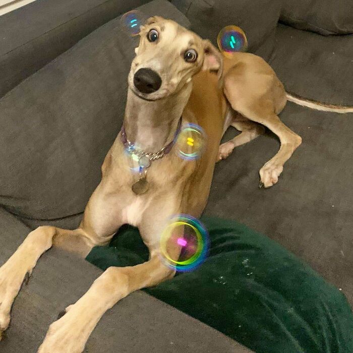 My Dog Really Loves Bubbles