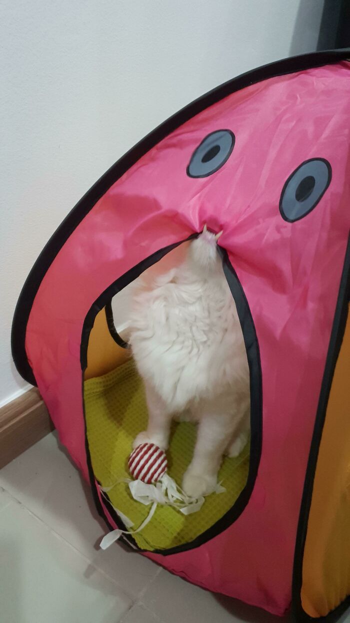 Got My Cat A Tent, I Think He Likes It