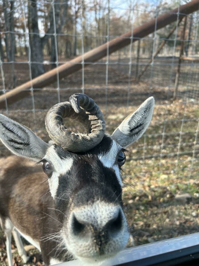 Met This Unique Gentleman At A Petting Zoo This Weekend