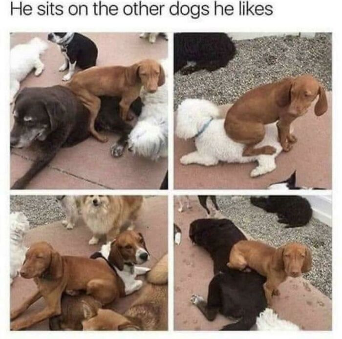 Just A Good Boy Trying To Make Some Friends