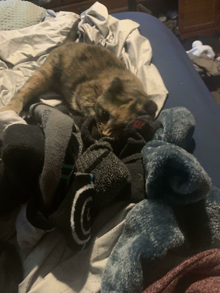 Adopted This Old Girl A Month Ago. I Will Never Have To Pick Out Socks Ever Again. I Wake Up To Dozens Of Them On My Head In The Morning. Every. Day