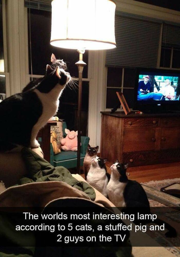 The World's Most Interesting Lamp