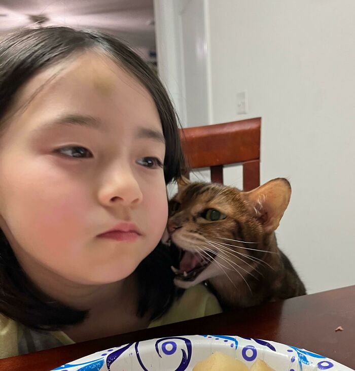 My Daughter Was Done With My Cat’s Begging
