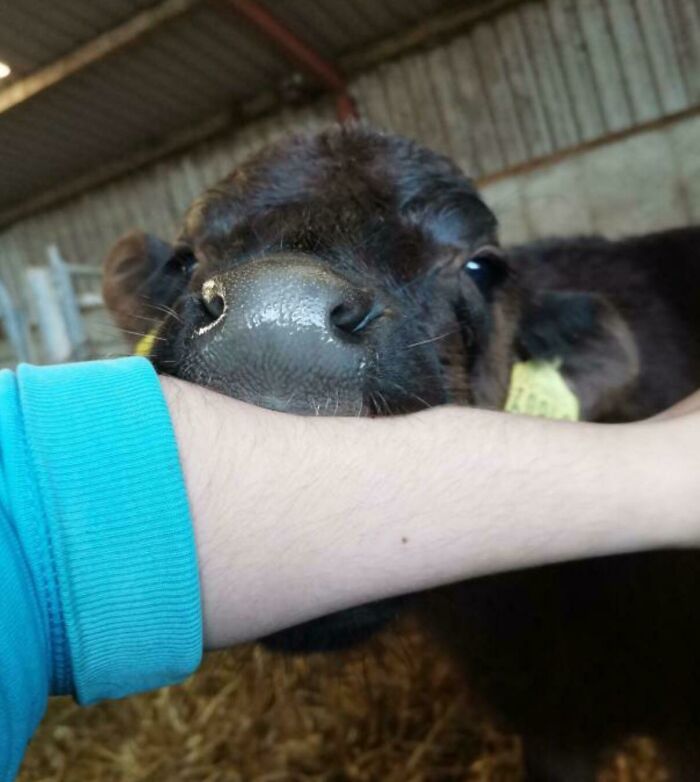 This Bull Started Trying To Eat My Arm