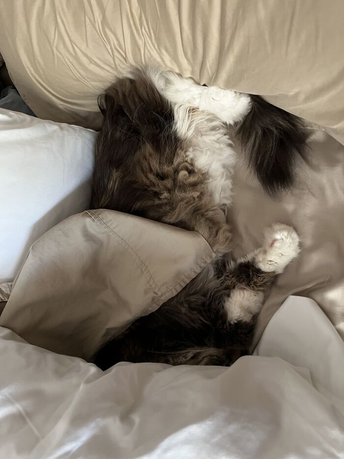 Perry Prefers To Sleep In The Bed, But Always With His Head Tucked Under The Covers