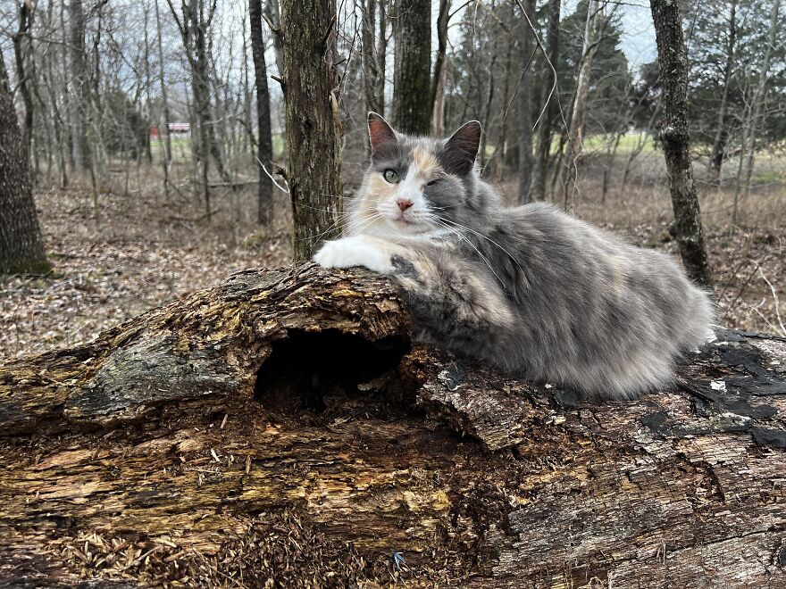 Shy Is The Only Photogenic Cat We Have