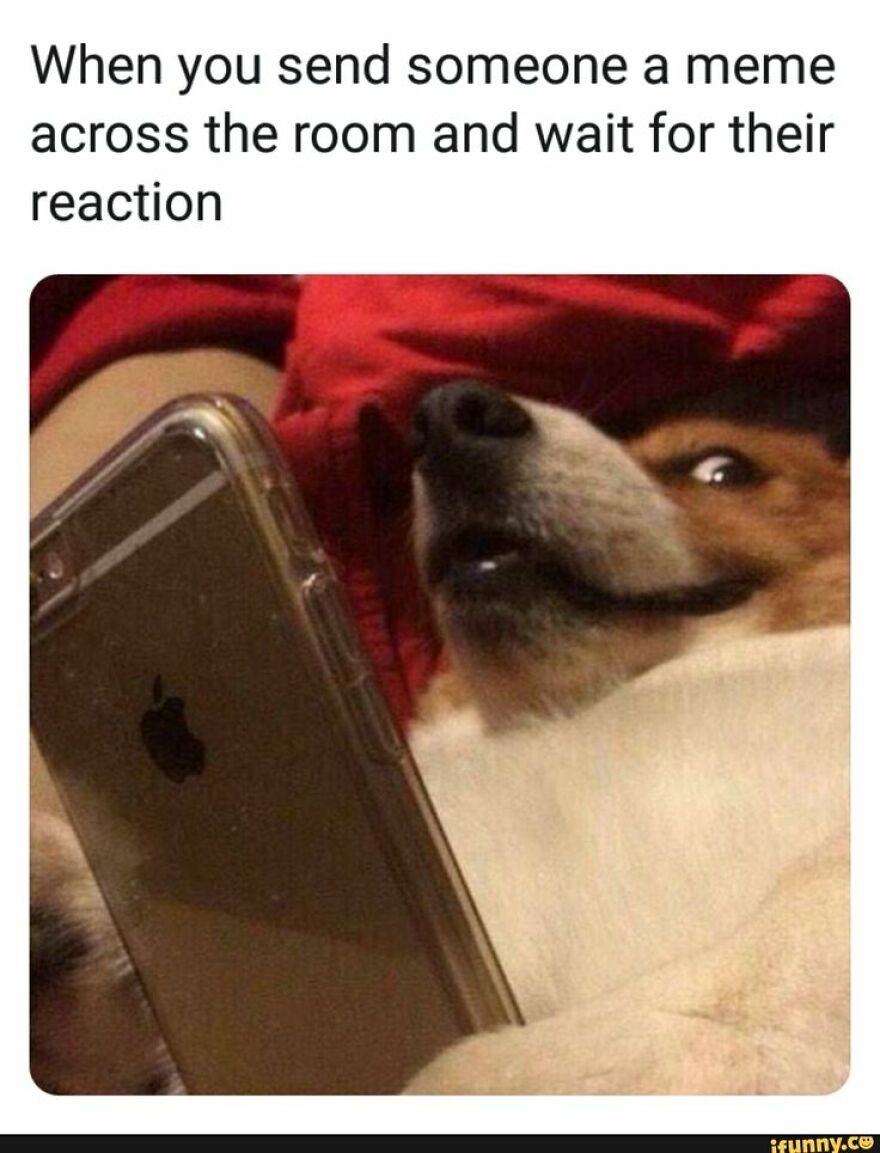 Funny And Wholesome Pet Memes