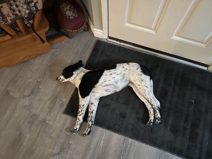 How My Grandmas Dog Sleeps