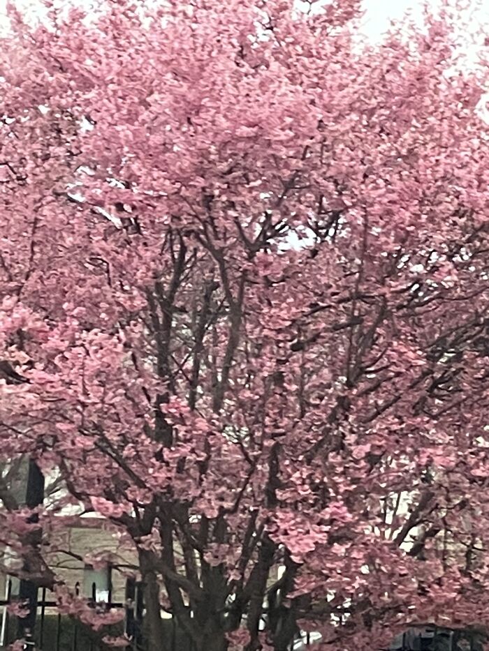 Cherry Trees Are Blooming In Charlotte N.c
