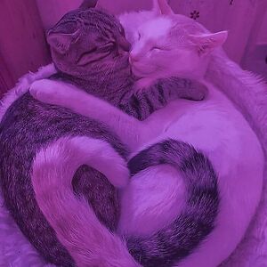 eilybeansrulz avatar