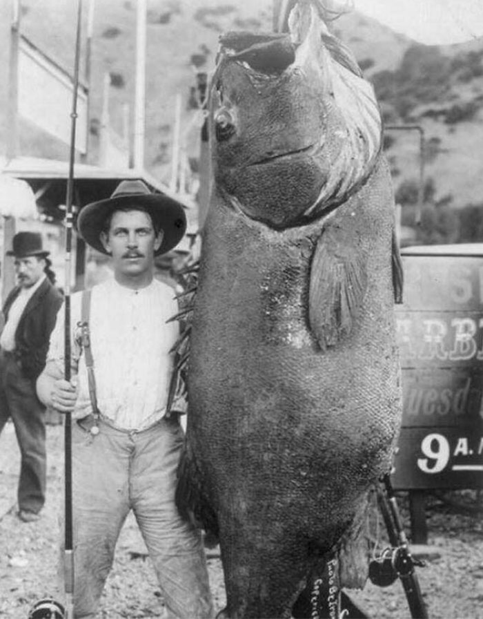 This Grotesque Photograph Of A Fish May Put You Off Just A Little Bit. Taken In 1903, It Marks An Important Day In The History Of Fishing