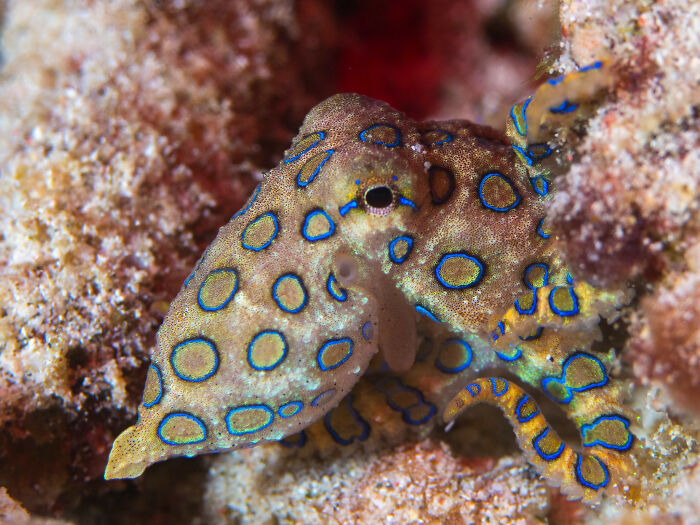 Los pulpos de anillos azules