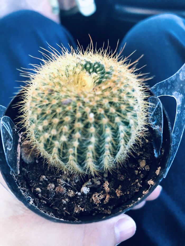 Meet Lil Pete, The Little Goldpot Cactus