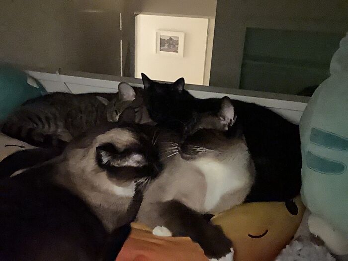 People Are Shocked When They Find Out That I Have 4 Cats…. And A Dog (Not Pictured)