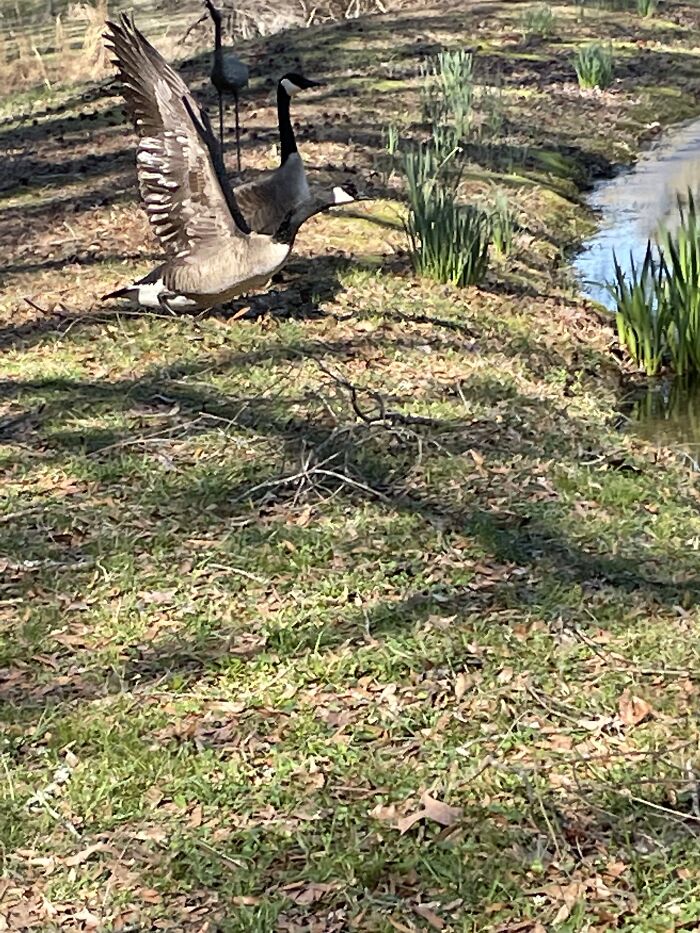 The Geese Decided To Grace Us With Their Presence 🙄