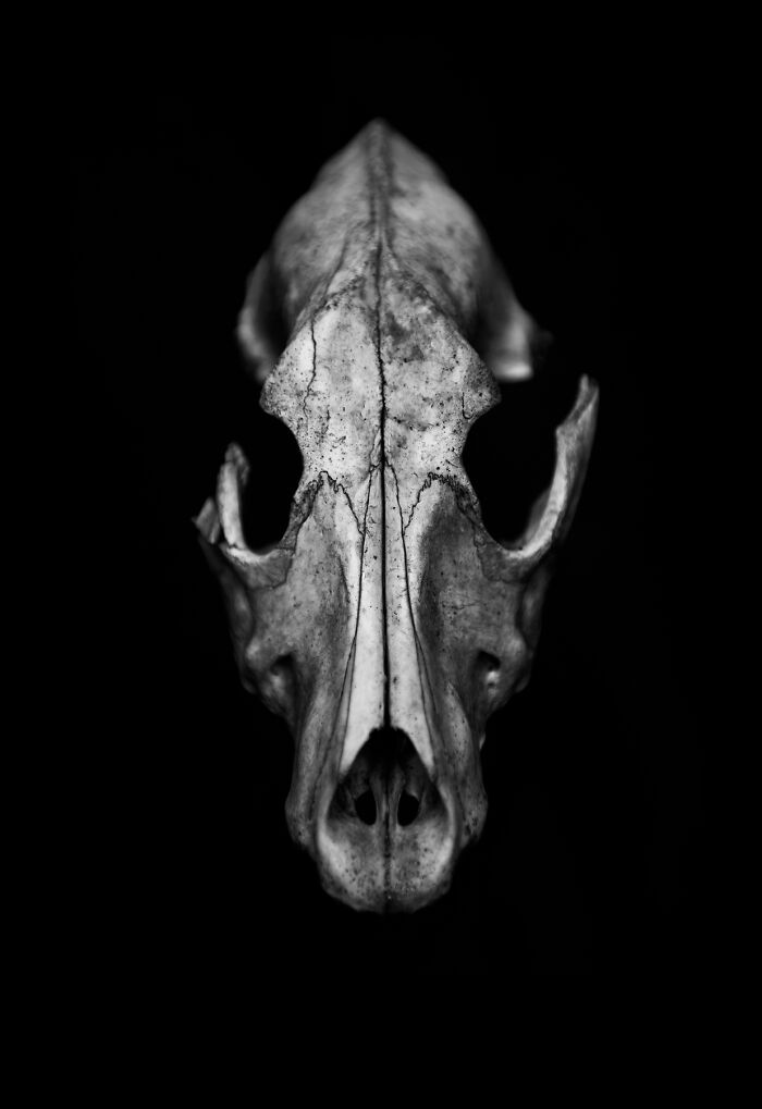 I Photographed Animal Skulls (8 Pics) Bored Panda
