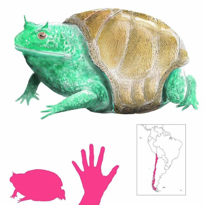 The Sapo Fuerzo Or Strong Toad Of Chile Is... A Strong Toad! How Strong? How About Glowing In The Dark? How About Having Telekinetic Powers? How About Being So Invulnerable It Has To Be Turned To Ashes To Die? All Glory To The Strong Toad