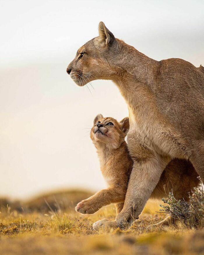 Mountain Lion Cub Looking At Its Momma, Torres del Paine National Park, Chile