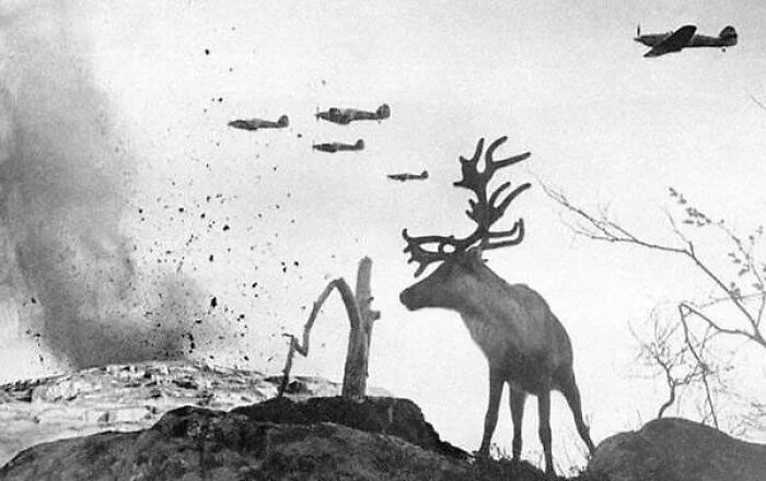 Un reno en estado de shock mira cómo los aviones de guerra bombardean Rusia en 1941