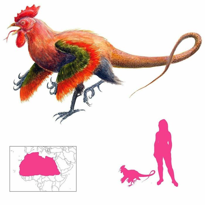 The Basilisk Or Cockatrice Is A Small Animal With A Fearsome Reputation. Originally A Highly Venomous Libyan Desert Snake, It Gained Rooster Characteristics Over Time. Hatched From A Rooster’s Egg, Its Very Gaze Is Deadly. It Only Fears Weasels And The Sound Of Roosters Crowing