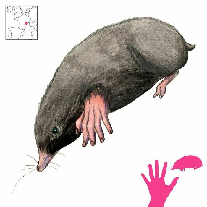 The Fayettes Are Fairies Around The Loire Basin In France. They Like To Hide Themselves And Wreck Gardens By Turning Into Moles. That’s Why Moles Have Cute Little Pink Hands