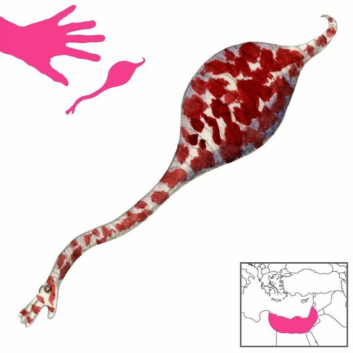 The Shahmat Al-Ard, The “Fat Of The Earth”, Is A Worm That Contracts Into A Bead If Touched. It Resembles A White Fish And A Woman’s Hand. It Has Various Medicinal Applications
