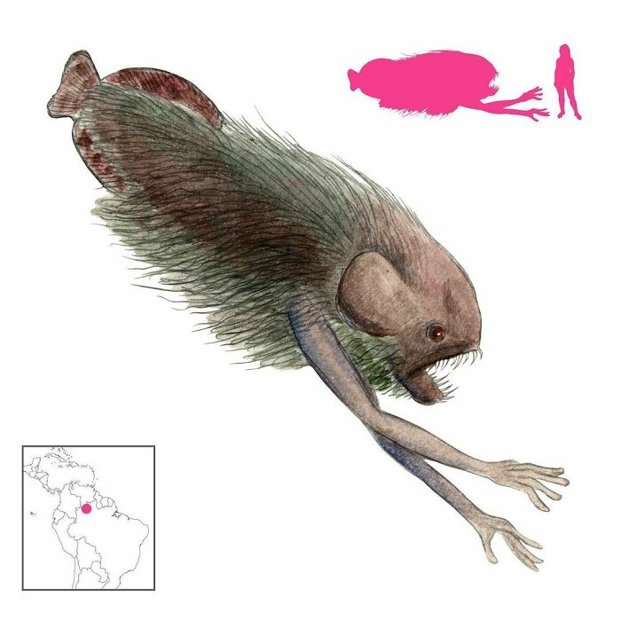 The Auñ Pana Is A Hairy Fish With Human Hands From The Folklore Of The Yanomami Of Brazil And Venezuela. It Hunts In Packs And Destroys Bridges To Drown People Passing On Them