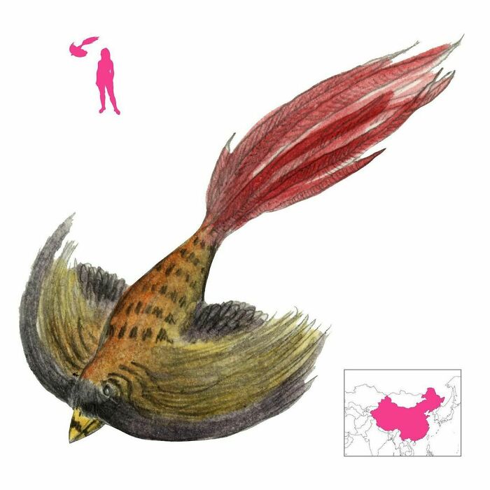The Danghu Is A Chinese Pheasant-Like Bird That Flies On Its Whiskers And Throat Feathers. Eating It Cures Myopia