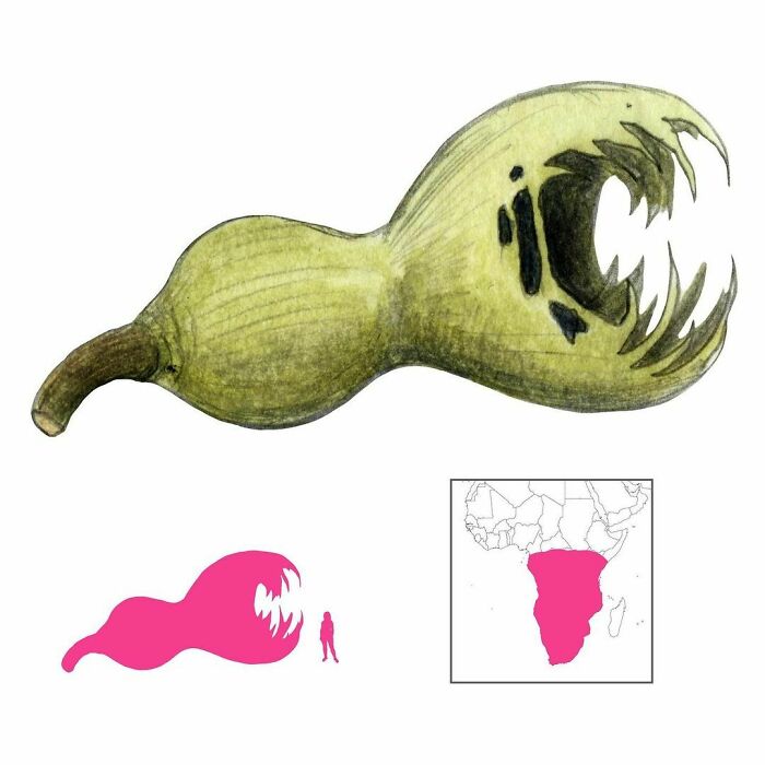 The Devouring Gourd Is One Of Many “Swallowing Monsters” In African Legend. It Is Literally A Gourd That Grows To Enormous Size And Proceeds To Swallow Up All The Inhabitants Of A Village