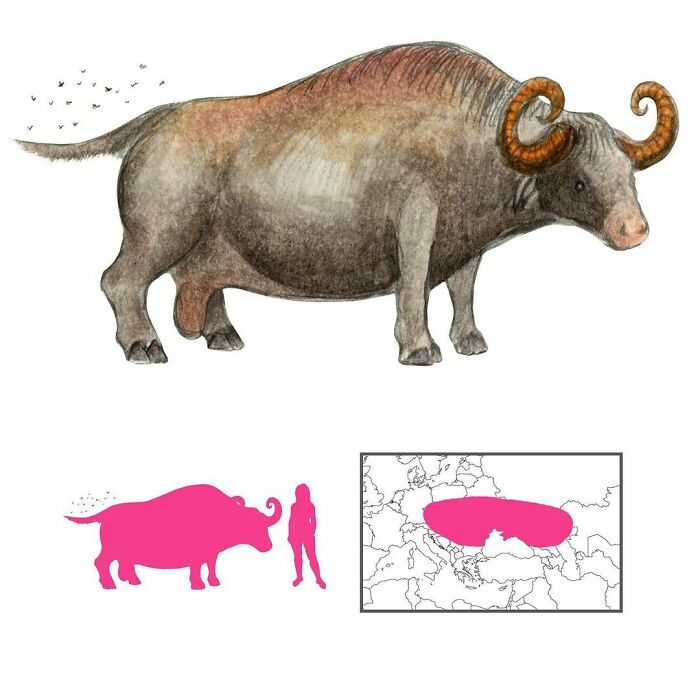 The Bonnacon Or Bonasus Is An Ox-Like Creature With Inward-Curling Horns That Are Useless For Defence. Instead It Defends Itself By Explosively Defecating A Large Quantity Of Caustic, Flammable Dung