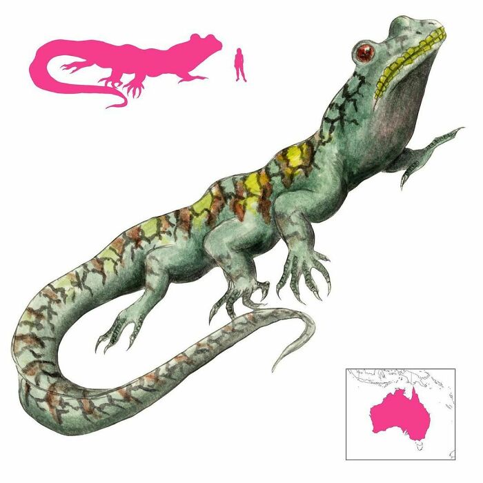 The Whowie Is A Giant Carnivorous Six-Legged Frog-Headed Lizard That Once Terrorized The Land Around The Murray River. It Was Finally Defeated When It Was Smoked Out Of Its Cave