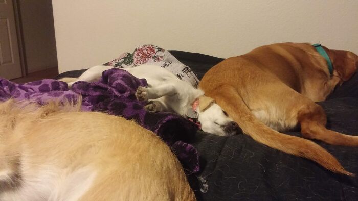 Candy Shows She Is The Boss By Sleeping On Top Of Leia's Head
