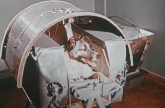 Laika The First Dog In Space