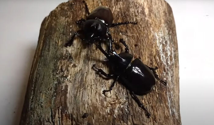 Beetles fighting 