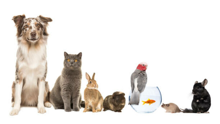 Cats Or Dogs? Survey!