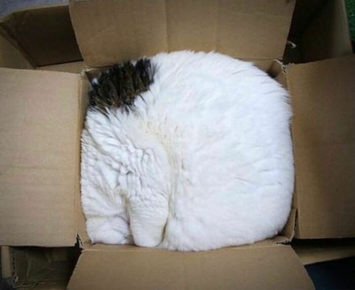 Funny-The-Snuggle-Is-Real-Pics