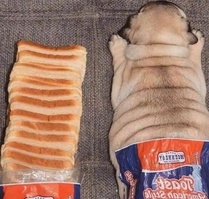 Funny-The-Snuggle-Is-Real-Pics