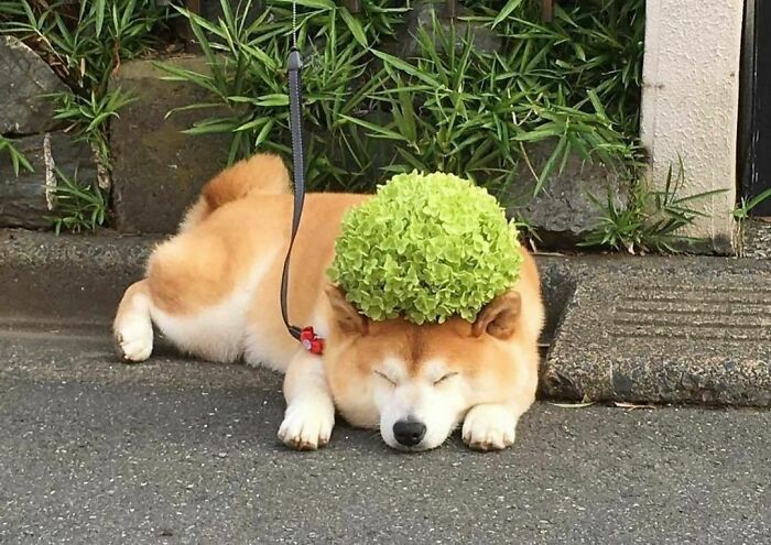 Funny-The-Snuggle-Is-Real-Pics