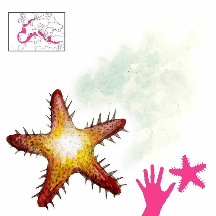 The Stella Or Starfish Is A Creature Found On Coastlines And In Shallow Seas Around Europe. It Is So Hot That Shells Melt Inside It, As Can Be Proven By Cutting One Open To Find The Half-Melted Mussels Inside