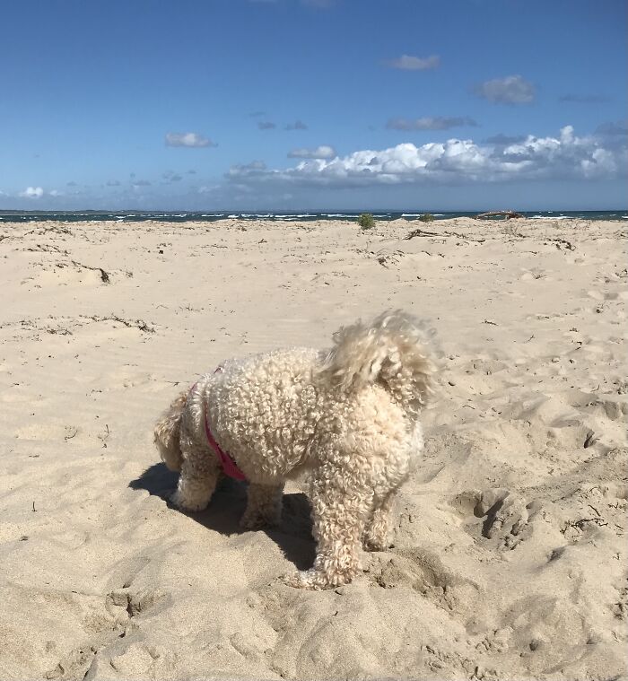 Chloe At The Beach