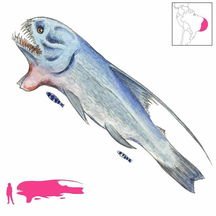 The Mastopogon (“Breast Beard”) Is A Carnivorous Fish Found Off The Coast Of South America, Reported By Thevet. It Is Also Known As The Houperou, The Shark