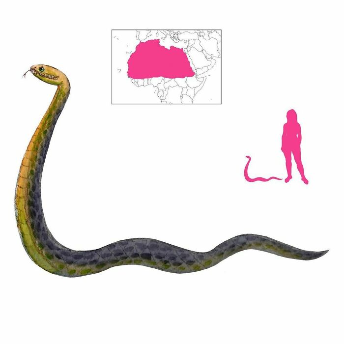 The Pareas Is A Snake That Travels Upright, Erect As A Staff. It Has Been Suggested That This Is The Original State Of Snakes, Before They Were Cursed To Crawl