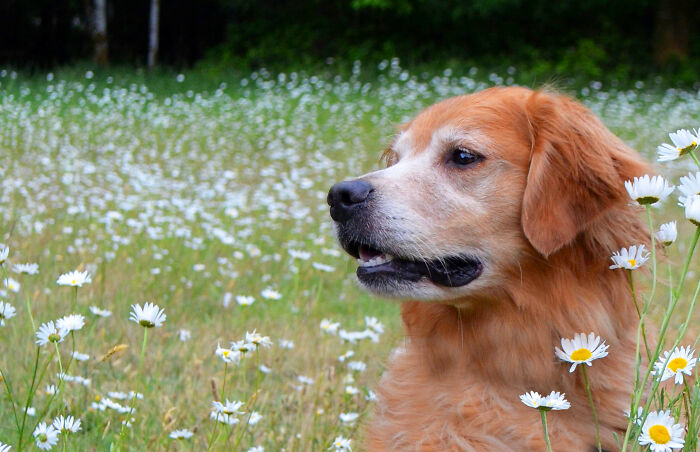 Clyde In A Field Of Daisies