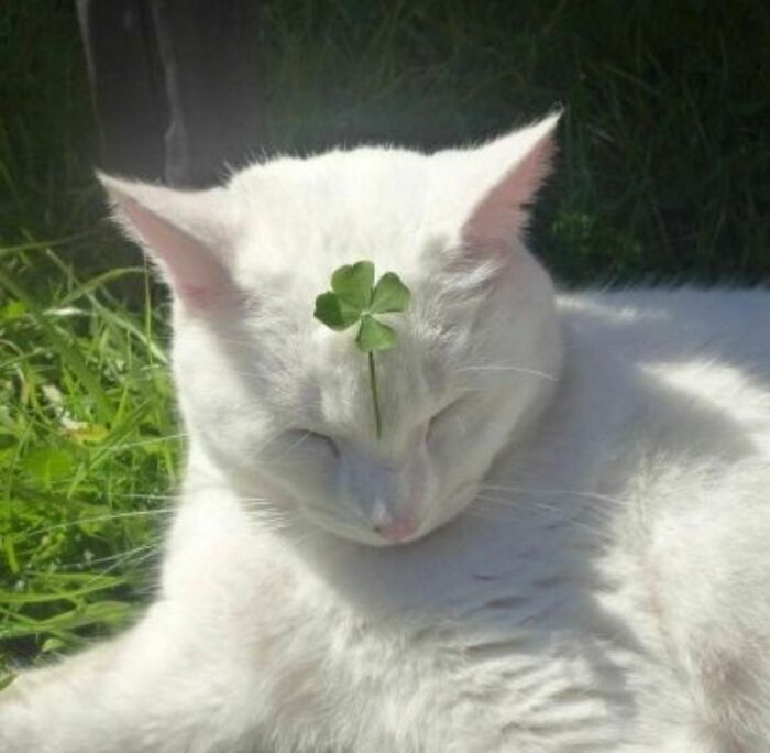 Funny-The-Snuggle-Is-Real-Pics