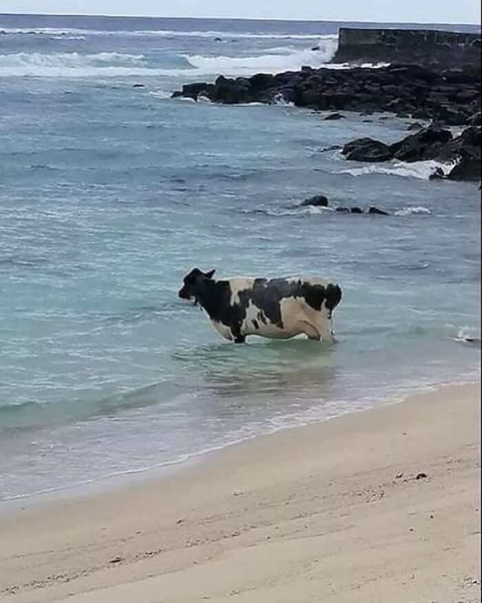 Funny-The-Snuggle-Is-Real-Pics