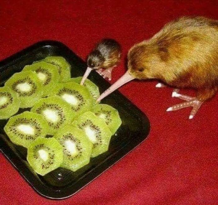 Funny-The-Snuggle-Is-Real-Pics