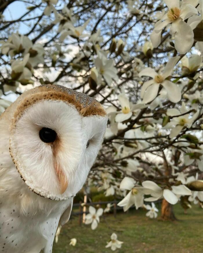 Owl In Spring