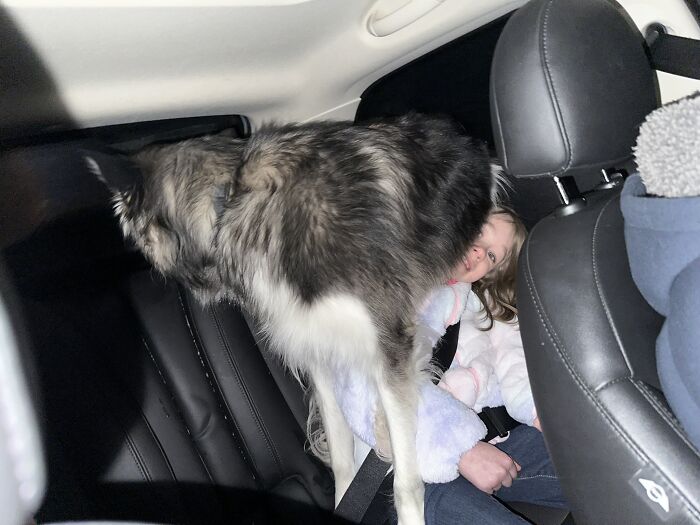 My Dog Doesn’t Know How To Sit In A Car-
